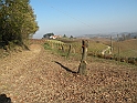 Campagna in autunno 3250.Alberi tagliati sembrano MOAI 